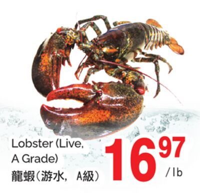 LOBSTER (LIVE, A GRADE) from T&T Supermarket