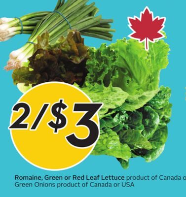 Romaine, Green or Red Leaf Lettuce from Safeway