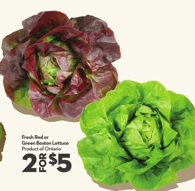 Fresh Red or Green Boston Lettuce from Longo's