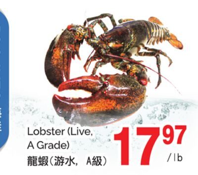 LOBSTER (LIVE, A GRADE) from T&T Supermarket
