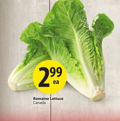 Romaine Lettuce from Save-On-Foods