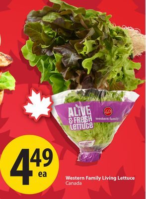 Western Family Living Lettuce from Save-On-Foods