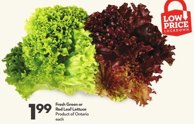 Fresh Green or Red Leaf Lettuce from Longo's