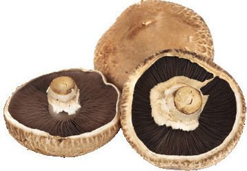 Organic Portabella Mushrooms from AG Foods